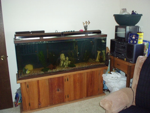 The fish